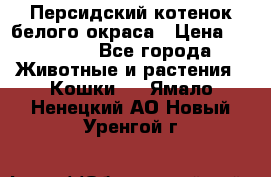 Персидский котенок белого окраса › Цена ­ 35 000 - Все города Животные и растения » Кошки   . Ямало-Ненецкий АО,Новый Уренгой г.
